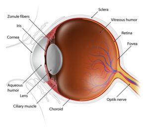 cross-section illustration of human eye