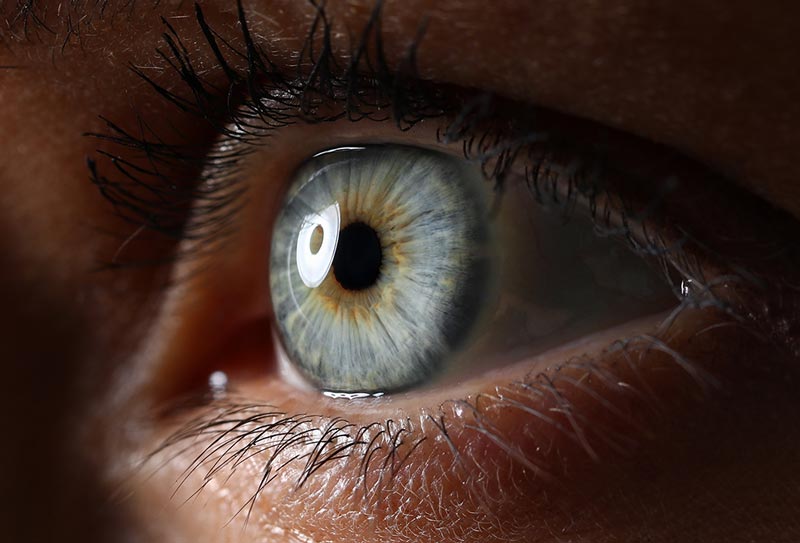Anatomy of the cornea, the clear front window of the eye